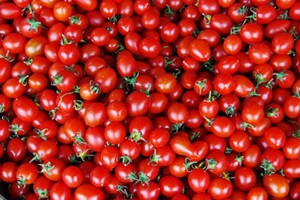 Tomato report news page image