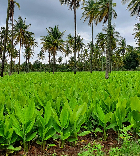 Ginger Growing Ginger planting field