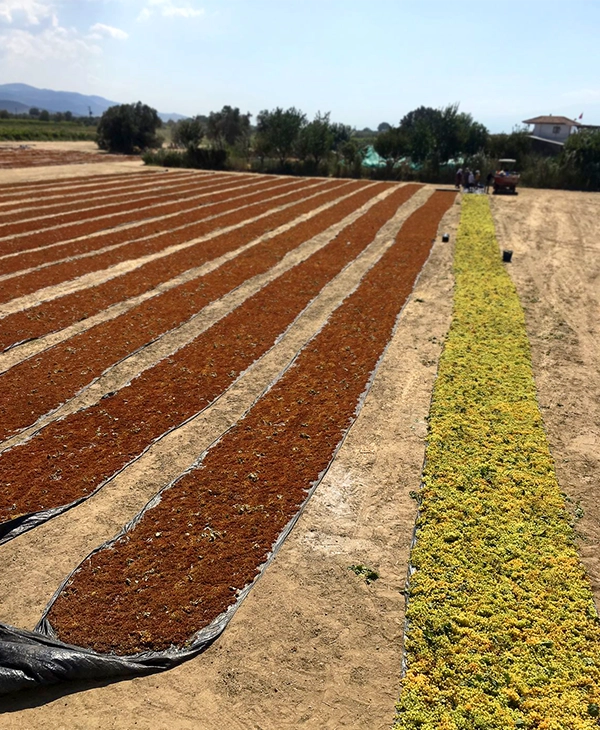 Sun Drying Raisins