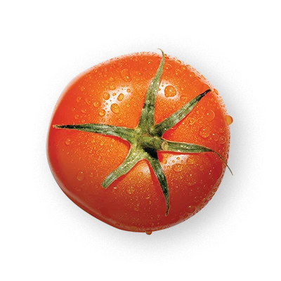 Tomato Ingredients Tomato Ingredients