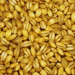 Pearl Barley up close