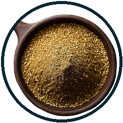 Coriander